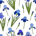 Seamless pattern Irises flowers botanical vector illustration